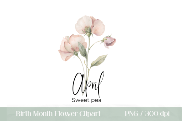 April Birth Flower Watercolor Sweet Pea: A Fresh Illustration for Brand Storytelling