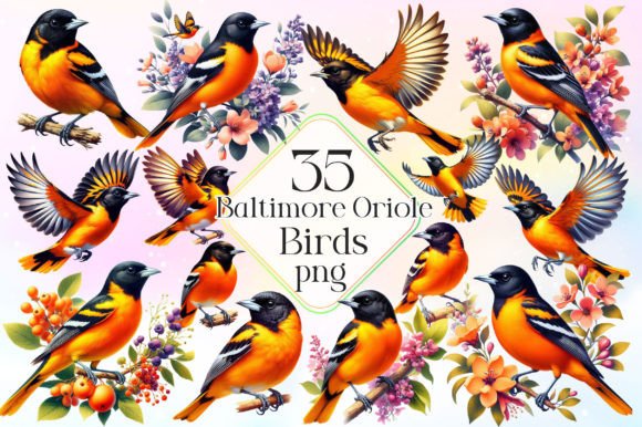 Watercolor Baltimore Oriole Bird Illustrations for Local Branding