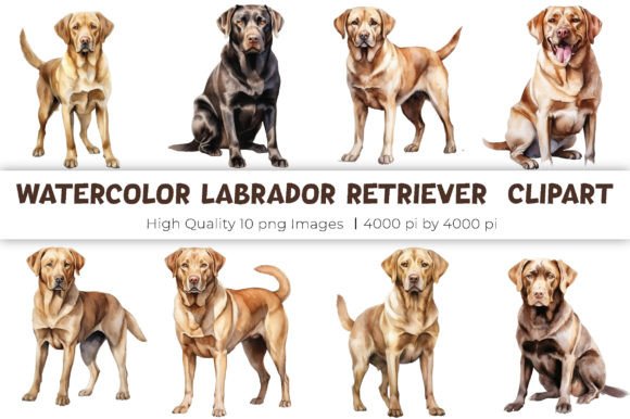 Watercolor Labrador Retriever Illustrations: A Designer’s Real-World Review