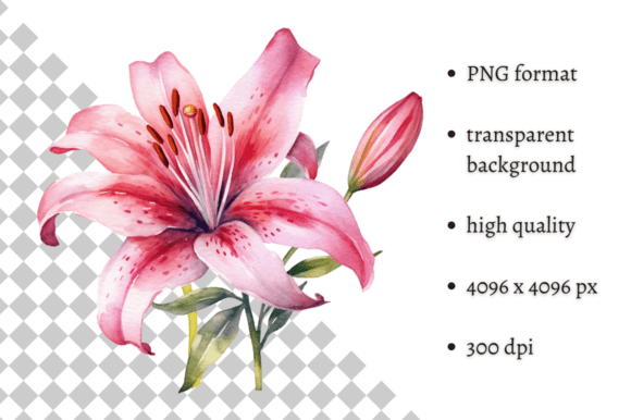 Watercolor Pink Tiger Lilies Clipart for Branding and Creative Projects
